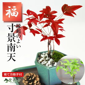 盆栽 ミニ南天 寸景 六角鉢 ミニ盆栽 ギフト プレゼント 誕生日 長寿 お祝い 御祝 開店 オープン ミニ