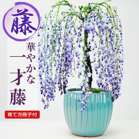 盆栽 藤 一才藤 藤盆栽 花もの 誕生日 お祝い 退職 開店祝い 周年 結婚 引越 新築 改装 移転 送別 昇進 長寿祝い 母の日 父の日 鉢植え ボンサイ プレゼント ギフト 贈り物 贈答品 ギフト用盆栽 盆栽ギフト フラ