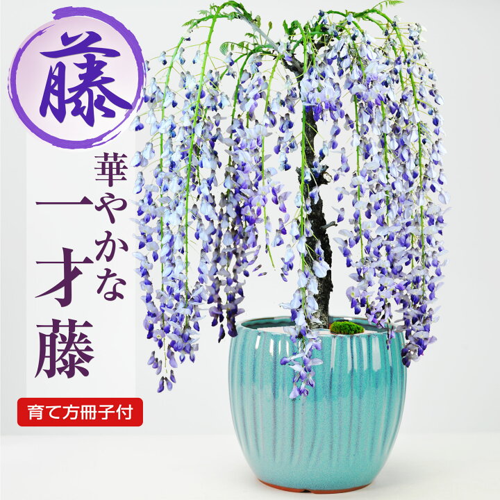 楽天市場】盆栽 藤 一才藤 藤盆栽 花もの 誕生日 お祝い 退職 開店祝い 