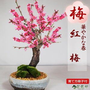 ~ ~ g~ MyS ~j~ i~ ~~ ~̖~ Ԃ S   ĕt 엿t ~  ӏ Mtgv[g 蕨 i  a