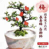 ミニ盆栽 長寿梅 ちょうじゅばい 信楽焼祝い鉢 ミニミニ盆栽 初心者 室内 デスク 卓上 誕生日 お祝い 退…