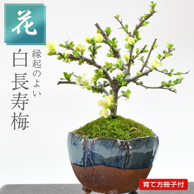 盆栽 長寿梅 白花 信楽焼生子三足鉢受け皿付き ミニ盆栽 ミニ 初心者 室内 デスク 卓上 誕生日 お祝い 退職 開店祝い 周年 結婚 卒業 入学 引越 新築 改装 移転 送別 昇進 長寿祝い クリスマス