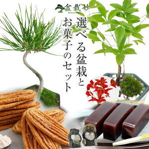 hV̓ ~͂Ƃَq Iׂ邨َqƖ~͂̃Zbg 悤 pC Ԗ~ ~ v[g Mtg    N a