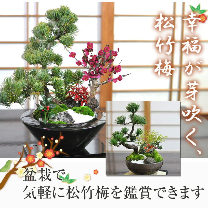 楽天市場】ミニ盆栽 松竹梅の寄せ植え 5号サイズ 5.5号サイズ 正角鉢 