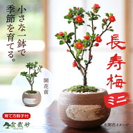 ミニ盆栽 長寿梅 ミニ長寿梅 ミニミニ盆栽 万古焼 ハケメ丸鉢 花ものミニ盆栽 初心者 室内 鑑賞 盆栽入門…