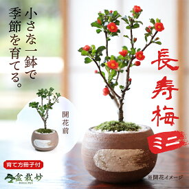 ミニ盆栽 長寿梅 ミニ長寿梅 ミニミニ盆栽 万古焼 ハケメ丸鉢 花ものミニ盆栽 初心者 室内 鑑賞 盆栽入門 ミニ盆栽 人気 鉢植え プレゼント ギフト 誕生日 父の日 お祝い 退職 開店祝い 周年 結婚 卒業 入学 改装 移転 送