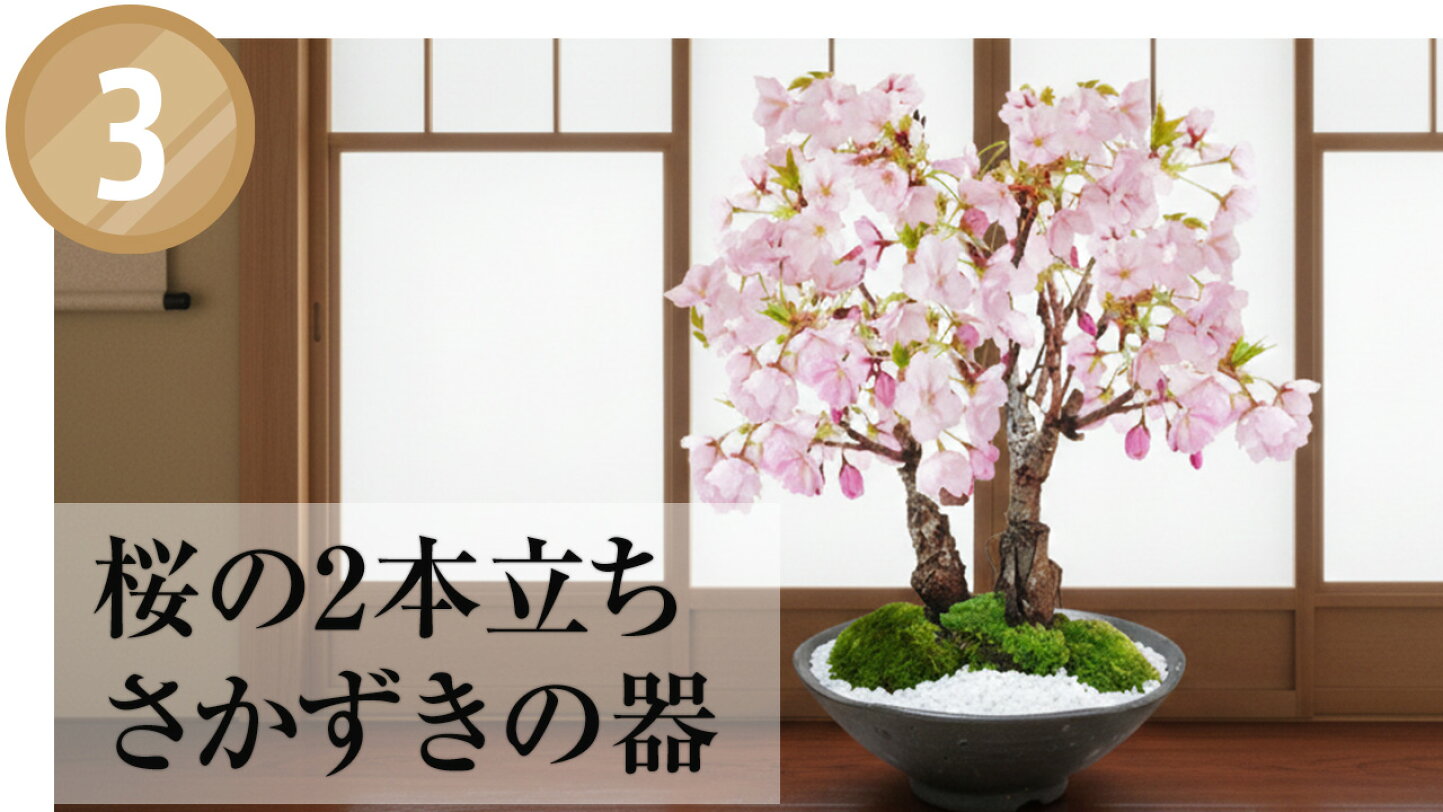 楽天市場 | 盆栽妙 楽天市場店 - 桜特集2026