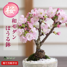 春を贈る、かわいい桜のミニ盆栽和モダンぼうる鉢 ミニ 初心者 インテリア モダン 室内 デスク 卓上 誕生日 お祝い 退職 開店祝い 周年 結婚 新築 改装 移転 送別 長寿祝い 母の日 父の日 敬老の日 正月 バレンタイン
