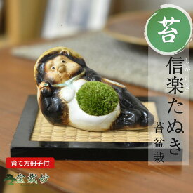 信楽焼福たぬきの苔盆栽 寝たぬき プレゼント ギフト 贈り物 誕生日 記念日 母の日 敬老の日