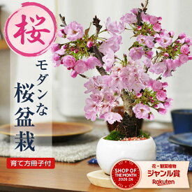 桜 盆栽 ミニ盆栽 桜盆栽 モダン白玉鉢 ミニ桜 旭山桜 一才桜 モダン 初心者 室内 鑑賞 花見 育て方説明書付き 肥料付き 卓上盆栽 ミニサイズ ギフト プレゼント 誕生日