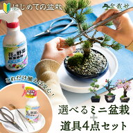 盆栽 選べる ミニ盆栽と道具のセット 父の日 長寿梅 五葉松 桜 葉姿 初心者セット 入門 はさみ ピンセッ…