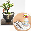 盆栽 ミニ長寿梅とはじめての4点道具セット 信楽焼つぼ鉢 ミニ盆栽 花 ミニ 室内 初心者 趣味 はさみ 薬剤 ピンセット 園芸トレー 初心者セット卓上 両親 夫婦 誕生日 父母 お祝い