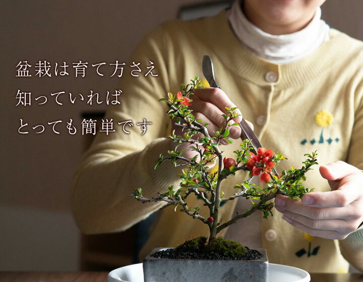 数量限定価格 盆栽 桜 桜盆栽 桜街道 ミニ桜5本植え 万古焼 モダン長方鉢旭山桜 一才桜 ミニ 人気 花芽 花見 四季 鉢植 お祝い プレゼント 鉢花 贈り物 サクラ 桜特集 盆栽妙 Www Cankayavibrasyon Com 数量限定価格 盆栽 桜 桜盆栽 桜街道 ミニ桜5本植え 万古焼 モダン長方鉢旭山桜 一才桜 ミニ 人気 花芽 花見 四季 鉢植 お祝い プレゼント 鉢花 贈り物 サクラ 桜特集 盆栽妙 Www Cankayavibrasyon Com