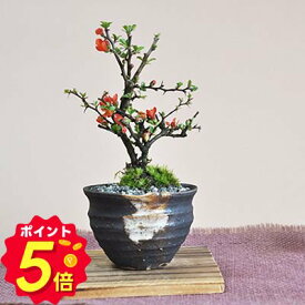 【15日限定P5倍★500円OFFクーポン】盆栽 長寿梅 ちょうじゅばい 信楽焼つぼ鉢 ミニ盆栽 初心者 室内 デスク 卓上 誕生日 お祝い 退職 開店祝い 周年 結婚 卒業 入学 引越 新築 改装 移転 送別 昇進 長寿祝い 母の日 父の日 敬老の日 クリスマス 年賀・正月 バ
