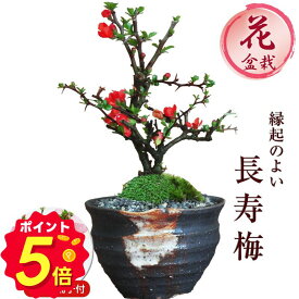 【15日限定P5倍★500円OFFクーポン】盆栽 長寿梅 信楽焼つぼ鉢 ミニ盆栽 初心者 室内 鉢植え ちょうじゅばい デスク 卓上 誕生日 お祝い 退職 開店祝い 周年 結婚 卒業 入学 引越 新築 改装 移転 送別 昇進 長寿祝い 父の日 クリスマス 年賀・正月