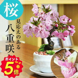 【15日限定P5倍★500円OFFクーポン】【開花終了】桜 盆栽 桜盆栽 ミニ盆栽 白波和鉢 旭山桜 八重桜 さくら 初心者 室内 デスク 卓上 プレゼント ギフト 盆栽ギフト 鉢植えギフト 誕生日 お祝い 退職 開店祝い 開業 周年 オープン 結婚 入学 新築 改装 移転 送別 昇進 長寿