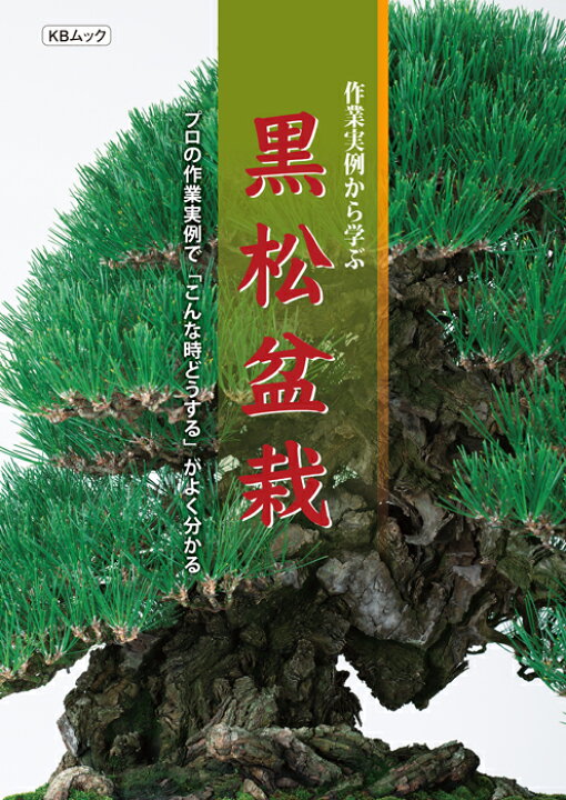 楽天市場 作業実例から学ぶ黒松盆栽 Bonsai 彩都 楽天市場店