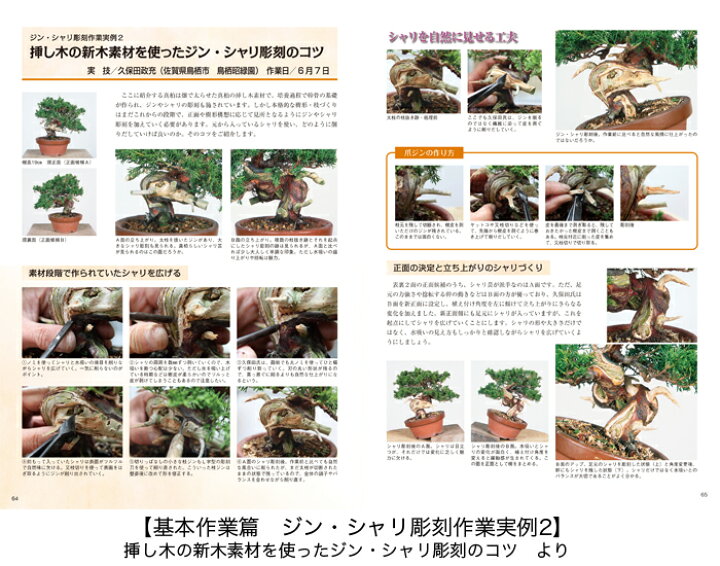 楽天市場】書籍 本 盆栽専門誌「真柏のすべて」 シンパク 剪定 整姿 
