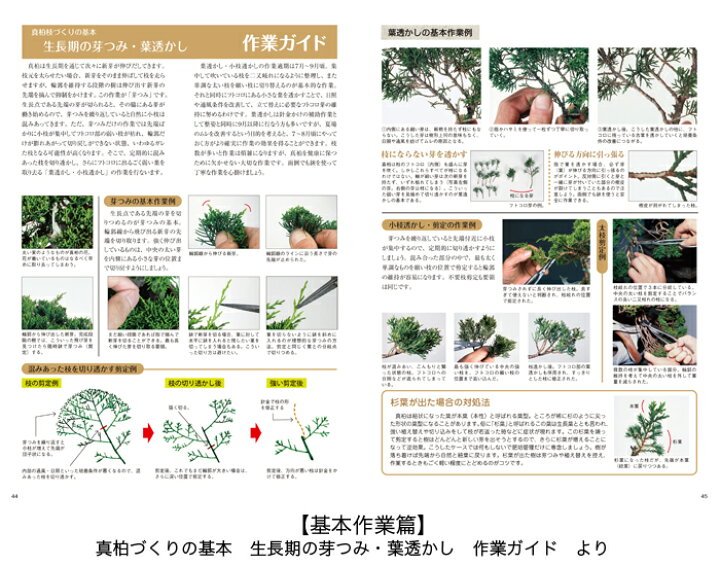 楽天市場】書籍 本 盆栽専門誌「真柏のすべて」 シンパク 剪定 整姿 