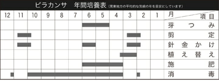 楽天市場 ピラカンサ 千代田紅 Bonsai 彩都 楽天市場店