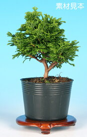 盆栽 ミニ盆栽 「津山八ッ房桧」　雑木 葉物 素材 苗木 盆栽 檜 ヒノキ