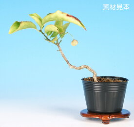 盆栽 ミニ盆栽 「白実まゆみ」 bonsai 小品盆栽 ミニ盆栽