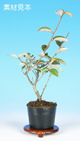盆栽 ミニ盆栽 「一才夏ぐみ」 bonsai 小品盆栽 ミニ盆栽