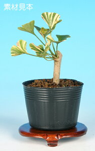 ~ ~j~ u肢傤v bonsai i~ ~j~