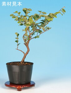 ���ԏ�ւ܂񂳂��@�G�� �ԕ� �f�� �c�� �~�� ���� ���� �}���T�N