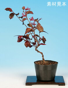 盆栽 ミニ盆栽 「紅花常磐まんさく」 雑木 花物 素材 苗木 盆栽 赤花 万作 満作 マンサク
