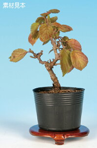 ~ ~j~ u˂܂݁v bonsai i~ ~j~