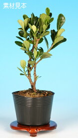 盆栽 ミニ盆栽 「一才達磨くちなし」 bonsai 小品盆栽 ミニ盆栽