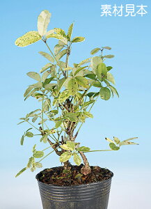 ~ ~j~ uсv bonsai i~ ~j~