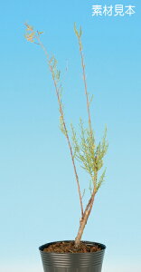~ ~j~ uイv bonsai i~ ~j~