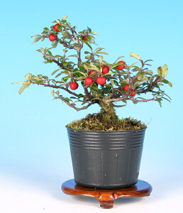 O@G ԕ  f c ~ RglAX^[ gh xjV^ RN^