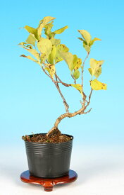 楽天市場 ウメモドキ 盆栽 花 観葉植物 花 ガーデン Diyの通販