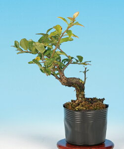 盆栽 ミニ盆栽 「常盤柿〔金禅寺〕」