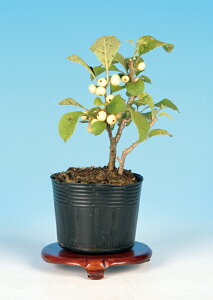 �~���ǂ��i�����j