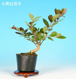 盆栽 ミニ盆栽 「一才赤花百日紅」 サルスベリ さるすべり 花物 小品盆栽 盆栽素材 苗木 ポット苗 品種物