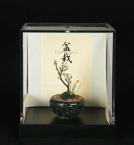 u~j`A~͖͌^ 񂹐Aiہjv ~j`A h[nEX THE BONSAI i~ ~j~