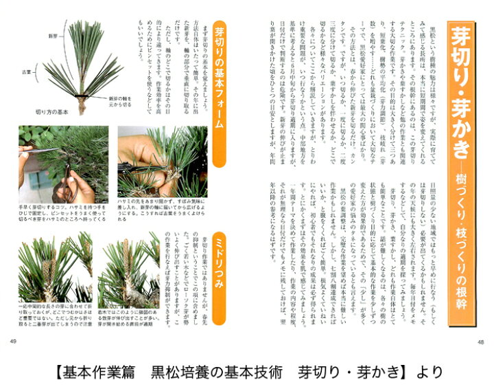 楽天市場 書籍 本 盆栽専門誌 黒松の育て方 クロマツ 手入れ 管理 切り方 曲げ方 植え替え 剪定 水やり 消毒など作業がよく分かる 送料無料 Bonsai 彩都 楽天市場店
