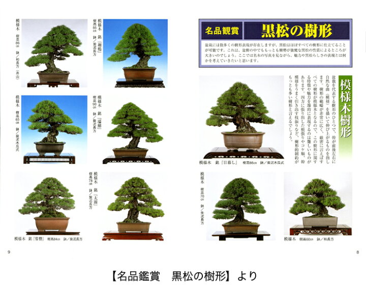 楽天市場 書籍 本 盆栽専門誌 黒松の育て方 クロマツ 手入れ 管理 切り方 曲げ方 植え替え 剪定 水やり 消毒など作業がよく分かる 送料無料 Bonsai 彩都 楽天市場店