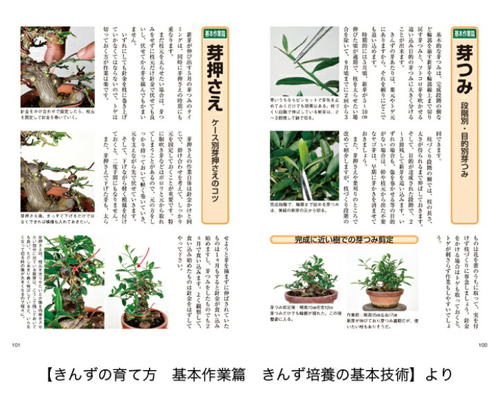 楽天市場 書籍 本 盆栽専門誌 老爺柿 きんずの育て方 ローヤ柿 キンズ 品種 手入れ 管理 切り方 曲げ方 植え替え 剪定 水やり 消毒など作業がよく分かる 送料無料 Bonsai 彩都 楽天市場店