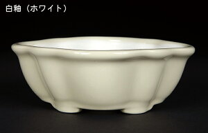 ~͏ KINBONIWi~͔ ؉Z^ 4 Ԍ11cm    i~ ~j~ R쑐ɍœK