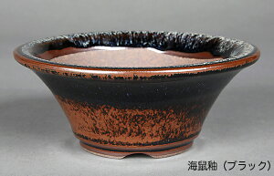 ~͔ Ό4w}^۔ R Aؔ a12cm i~ ~j~ R쑐ɍœK