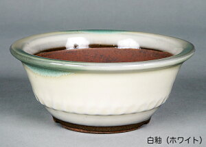 ~͔ Ό4۔ R Aؔ a12cm i~ ~j~ R쑐ɍœK