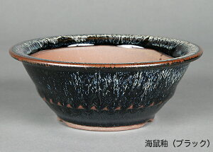 ~͔ Ό5۔ R Aؔ a15cm i~ ~j~ R쑐ɍœK