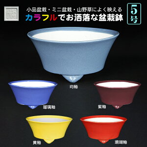 ~͔ Øax5^۔ F  14cm i~ ~j~ R쑐ɍœK