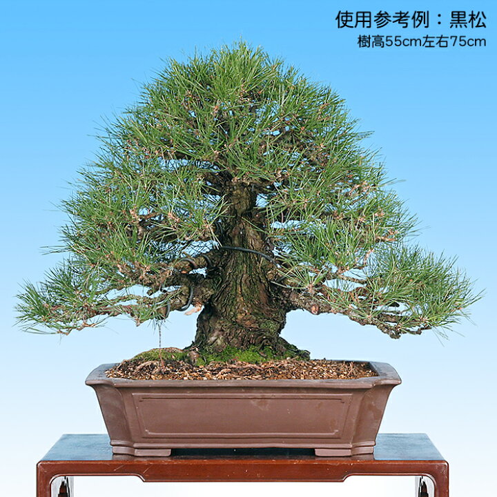 楽天市場】盆栽鉢 紫泥外縁隅切額面長方鉢 植木鉢 中国鉢 張氏製陶 