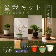 盆栽キット えらべる季節の盆栽と鉢のおまかせセット 盆栽 入門セット 送料無料 初心者 本格的 セットで…